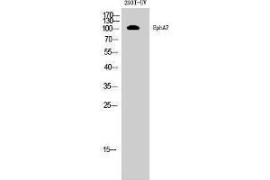 Western Blotting (WB) image for anti-EPH Receptor A7 (EPHA7) (Internal Region) antibody (ABIN3184506) (EPH Receptor A7 抗体  (Internal Region))