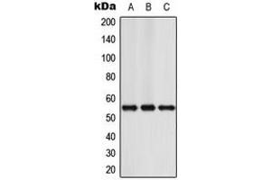 Western blot analysis of NFIA expression in Jurkat (A), Raw264. (NFIA 抗体  (N-Term))