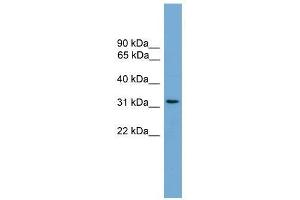 CCDC117 antibody used at 0. (CCDC117 抗体  (Middle Region))