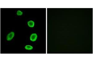 Immunofluorescence analysis of A549 cells, using OR8K1 Antibody. (OR8K1 抗体  (AA 205-254))