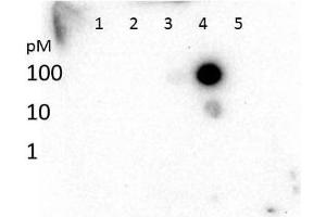 Dot Blot (DB) image for anti-Histone 3 (H3) (H3K27me3) antibody (ABIN5706760)