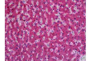 Anti-ITIH4 antibody IHC of human liver. (ITIH4 抗体  (AA 744-758))