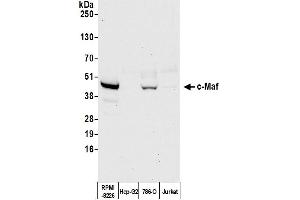 Western Blotting (WB) image for anti-V-Maf Musculoaponeurotic Fibrosarcoma Oncogene Homolog (Avian) (MAF) (AA 125-175) antibody (ABIN7455089) (Recombinant MAF 抗体  (AA 125-175))