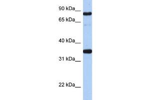 WB Suggested Anti-POU2F1  Antibody Titration: 0. (POU2F1 抗体  (N-Term))