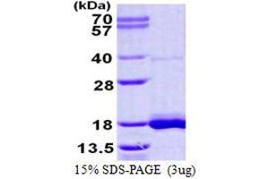 LSM3 Homolog, U6 Small Nuclear RNA Associated (LSM3) protein (His tag)