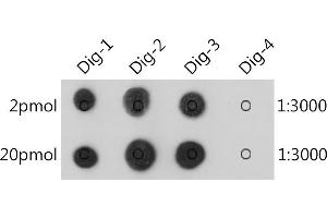 The Digoxin rabbit monoclonal antibody (ABIN7266762) are tested in Dot Blot against digoxin labelled oligonucleotide(Dig-1,Dig-2 and Dig-3) and unlabelled oligonucleotide(Dig-4) , Dig-1 :5'AGCTAAC/iDigdT/ACTAGCT(Biotin)3' , Dig-2 :5'(Digoxin)AGCTAACTACTAGCT(Biotin)3' , Dig-3 :5'(Biotin)AGCTAACTACTAGCT(Digoxin)3' , Dig-4 :5'AGCTAACTACTAGCT(Biotin)3' (Digoxin 抗体)
