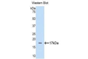 Western Blotting (WB) image for anti-Fibrinogen alpha Chain (FGA) (AA 124-214) antibody (Biotin) (ABIN1174271) (FGA 抗体  (AA 124-214) (Biotin))