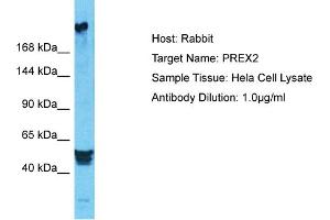 Host: Rabbit Target Name: PREX2 Sample Type: Hela Whole Cell lysates Antibody Dilution: 1. (PREX2 抗体  (N-Term))