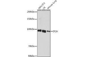 Western blot analysis of extracts of various cell lines, using ITCH Rabbit mAb (ABIN7268032) at 1:1000 dilution.