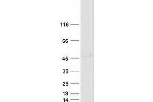 Western Blotting (WB) image for POU Domain, Class 3, Transcription Factor 4 (POU3F4) protein (Myc-DYKDDDDK Tag) (ABIN2729393)