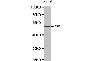 Western blot analysis of extracts of Jurkat cells tissue, using CSK antibody. (CSK 抗体  (AA 241-450))