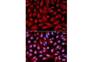 Immunofluorescence (IF) image for anti-Mitogen-Activated Protein Kinase Kinase 7 (MAP2K7) (AA 1-250) antibody (ABIN3023157)