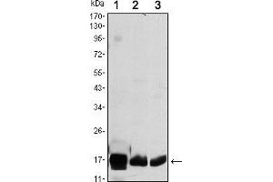 Western blot analysis using COX4I1 mouse mAb against HEK293 (1), A549 (2) and PC12 (3) cell lysate. (COX IV 抗体)