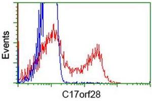 HEK293T cells transfected with either RC206740 overexpress plasmid (Red) or empty vector control plasmid (Blue) were immunostained by anti-C17orf28 antibody (ABIN2452864), and then analyzed by flow cytometry. (HID1/DMC1 抗体)