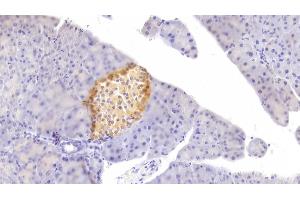 Detection of FGF21 in Mouse Pancreas Tissue using Polyclonal Antibody to Fibroblast Growth Factor 21 (FGF21) (FGF21 抗体  (AA 29-209))