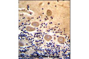 RTDR1 Antibody (N-term) (ABIN657164 and ABIN2846298) immunohistochemistry analysis in formalin fixed and paraffin embedded human cerebellum tissue followed by peroxidase conjugation of the secondary antibody and DAB staining. (RTDR1 抗体  (N-Term))