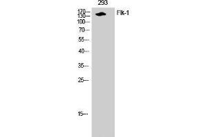 Western Blot analysis of 293T cells with FLK1 Polyclonal Antibody (VEGFR2/CD309 抗体)