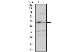 Fig. (DAPK3 抗体  (AA 28-161))