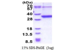 SDS-PAGE (SDS) image for Neurexophilin 1 (NXPH1) (AA 22-271) protein (His tag) (ABIN5853519)