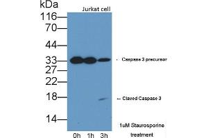 Detection of CASP3 in lysates of Jurkat cell line using Polyclonal Antibody to Caspase 3 (CASP3) (Caspase 3 抗体  (AA 29-175))