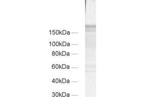 Regulating Synaptic Membrane Exocytosis 1 (RIMS1) (AA 596-705) 抗体