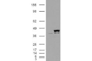 Image no. 2 for anti-Peptidylprolyl Isomerase D (PPID) (Internal Region) antibody (ABIN374769) (PPID 抗体  (Internal Region))