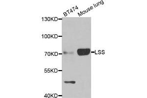 Western blot analysis of extracts of BT474 and mouse lung cell lines, using LSS antibody. (LSS 抗体)