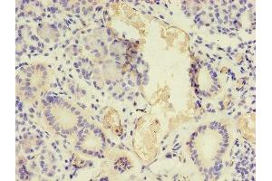 Immunohistochemistry of paraffin-embedded human pancreatic tissue using ABIN7161056 at dilution of 1:100 (NPPB 抗体  (AA 27-102))