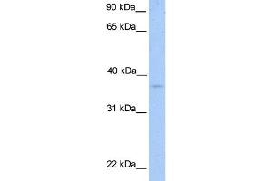 WB Suggested Anti-NPAL2 Antibody Titration:  0. (NIPAL2 抗体  (N-Term))