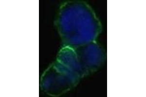 Confocal immunofluorescence analysis of methanol-fixed HEK293 cells trasfected with LCN1-hIgGFc using LCN1 mouse mAb(green), showing membrane localization. (Lipocalin 1 抗体)