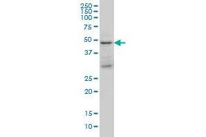 TSG101 monoclonal antibody (M01), clone 5B7 Western Blot analysis of TSG101 expression in K-562
