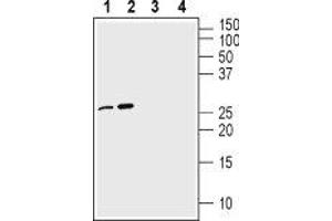 Western blot analysis of 100 ng Recombinant mouse proNGF protein (ABIN7482122, ABIN7491865, ABIN7491866, ABIN7491867, ABIN7491868, ABIN7491869, ABIN7491870, ABIN7491871 and ABIN7491872) (lanes 1 and 3) and Recombinant human proNGF protein (ABIN7482126, ABIN7491883, ABIN7491884, ABIN7491885, ABIN7491886, ABIN7491887, ABIN7491888, ABIN7491889 and ABIN7491890) (lanes 2 and 4):1-2.