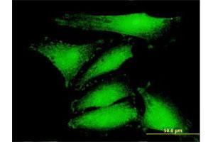 Immunofluorescence (IF) image for anti-COX4 Neighbor (COX4NB) (AA 1-210) antibody (ABIN523728)