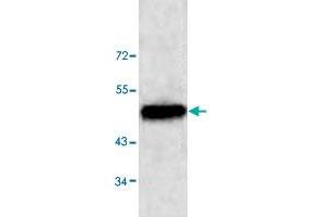 Western blot analysis of HeLa cell lysate with NUCB1 polyclonal antibody  at 1 : 500 dilution. (Nucleobindin 1 抗体  (C-Term))