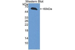 Western Blotting (WB) image for anti-Inhibin, beta E (INHBE) (AA 102-344) antibody (ABIN1868707)