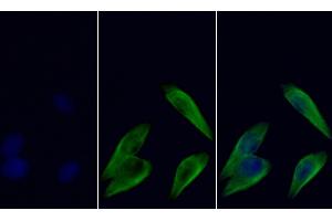 Immunofluorescence (IF) image for anti-Tubulin, beta (TUBB) (AA 170-419) antibody (ABIN7428962)