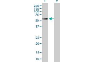 Western Blot analysis of CDC20 expression in transfected 293T cell line by CDC20 MaxPab polyclonal antibody.