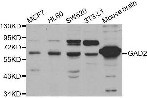 Western blot analysis of extracts of various cell lines, using GAD2 antibody.