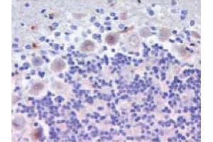 Immunofluorescent staining on Rat Brain sections. (NINJ1 抗体  (AA 1-152))