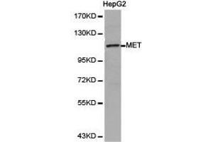Western Blotting (WB) image for anti-Met Proto-Oncogene (MET) antibody (ABIN1873686) (c-MET 抗体)
