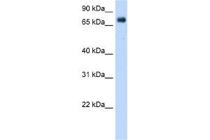 WB Suggested Anti-POR Antibody Titration:  0. (POR 抗体  (Middle Region))