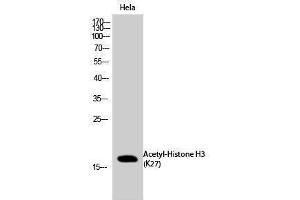 Western Blotting (WB) image for anti-Histone 3 (H3) (H3K27ac) antibody (ABIN6280295) (Histone 3 抗体  (H3K27ac))