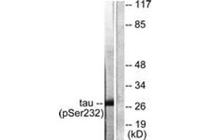 Western blot analysis of extracts from HeLa cells, using 14-3-3 thet/tau (Phospho-Ser232) Antibody. (14-3-3 theta 抗体  (pSer232))