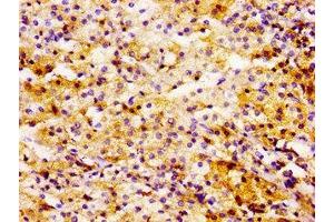 Immunohistochemistry of paraffin-embedded human adrenal gland tissue using ABIN7174468 at dilution of 1:100