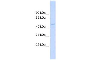 WB Suggested Anti-DBNL Antibody Titration: 0. (DBNL 抗体  (Middle Region))