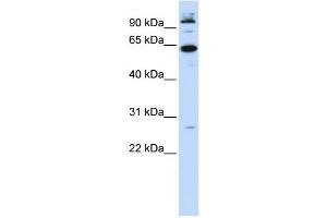 Western Blotting (WB) image for anti-MNT, MAX Dimerization Protein (MNT) antibody (ABIN2458395)