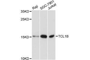 Western blot analysis of extracts of various cell lines, using TCL1B antibody. (TCL1B 抗体)