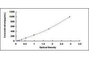 Glutamate-Ammonia Ligase (GLUL) ELISA Kit