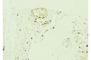 ABIN6275693 at 1/100 staining Mouse muscle tissue by IHC-P. (ZNF592 抗体  (Internal Region))