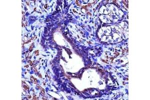 Immunohistochemistry (IHC) image for anti-Actin, gamma 2, Smooth Muscle, Enteric (ACTG2) (AA 343-371) antibody (ABIN3029839)